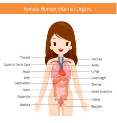 human skin anatomy royalty free vector image vectorstock human anatomy skin and hair diagram royalty free vector human skin anatomy royalty free vector image vectorstock human anatomy skin and hair diagram royalty free vector