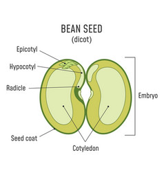 Corn seed structure anatomy drain monocot Vector Image