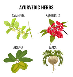 Ayurvedic herbs collection Royalty Free Vector Image