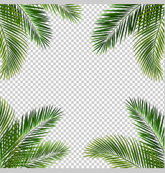 Summer green palm leaf transparent Royalty Free Vector Image