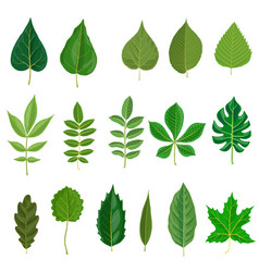 Set of doodle tree leaves Royalty Free Vector Image