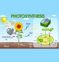 Diagram showing process photosynthesis in plant Vector Image