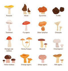 Edible mushrooms Royalty Free Vector Image - VectorStock