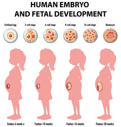 Human embryonic development in infographic Vector Image