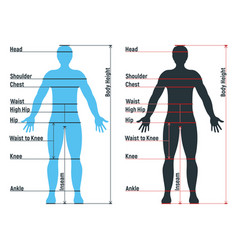 Male size chart anatomy human character people Vector Image