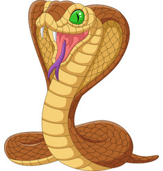 Cartoon king cobra snake on white background Vector Image