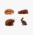 forest animals bear grizzly and red fox hare vector image vector image