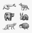 forest animals bear grizzly wolf and red fox vector image vector image