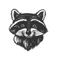 raccoon head engraving vector image