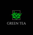 elegant green tea leaf leaves logo design vector image vector image