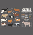 Cattle breeding infographic template flat design Vector Image