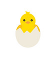 newborn yellow baby chicken hatched from an egg vector image