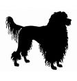 portuguese water dog vector image