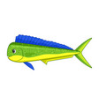 mahi fish on a white background vector image vector image