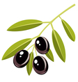 black olives vector image