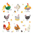 chicken birds hen and rooster poultry breeding vector image