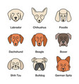 dogs breeds color icons set vector image vector image