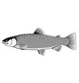 rainbow trout fish vector image vector image