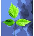 leaves vector image vector image