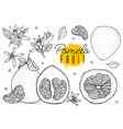 set hand drawn pomelo fruit vintage styleblack vector image