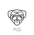 pug tongue out dog breed linear face icon vector image vector image
