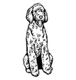 labradoodle dog sitting pose- isolated vector image