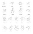breeds dogs drawn in minimal style set one vector image