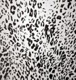 snow leopard vector image