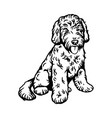 labradoodle mix dog - isolated vector image