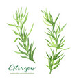 estragon watercolor vector image vector image