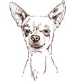 chihuahua vector image