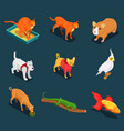 pet shop isometric icons set vector image