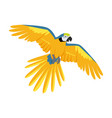 flying ara parrot flat design vector image