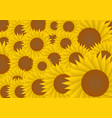 sun flower abstract background vector image
