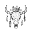 bull skull with feathers native americans tribal vector image