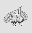 cashew nut seed plant engraved hand drawn vector image vector image