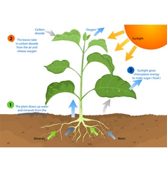Photosynthesis Royalty Free Vector Image - VectorStock