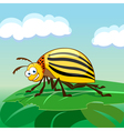 cartoon colorado potato beetle vector image vector image