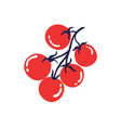 ripe tomatoes on a branch hand drawn vector image
