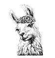lama alpaca sticker on wall vector image