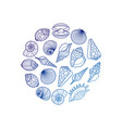 sea shell round emblem vector image