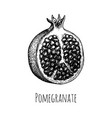 ink sketch pomegranate vector image