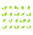 set of green leaves branches silhouette icons vector image