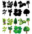 set plant and tree with its silhouette vector image