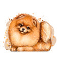pomeranian small german spitz dogwall sticker vector image vector image