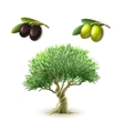 olive oil primary products set vector image vector image