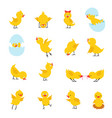 cute chicks cartoon easter baby chickens vector image vector image