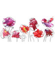 drawing poppy flowers vector image