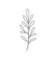 outline plant eucalyptus leaf one continuous line vector image