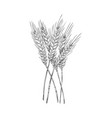 sheaf of wheat plant hand drawn etched engraving vector image
